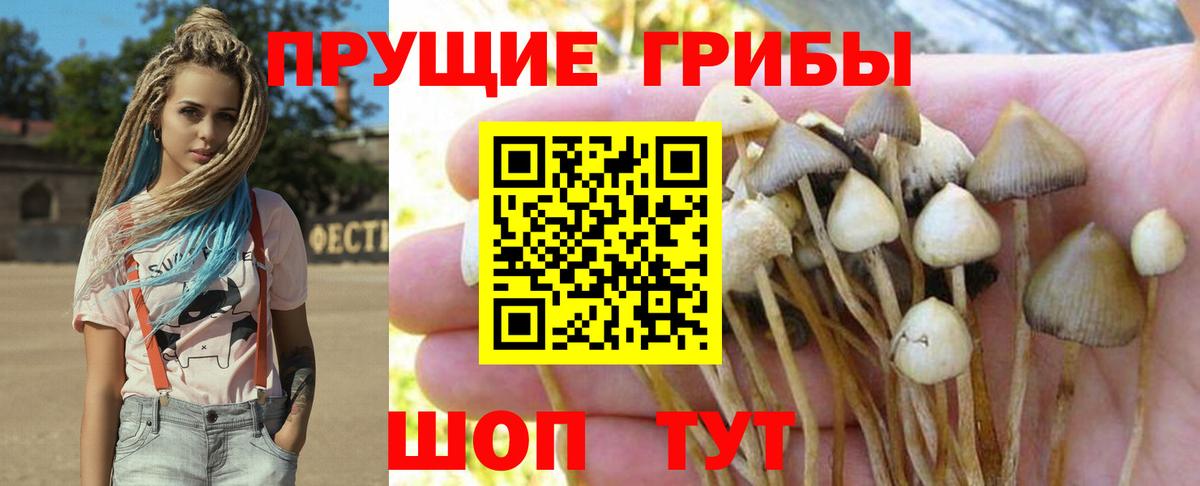 Псилоцибиновые грибы прущие грибы Ртищево